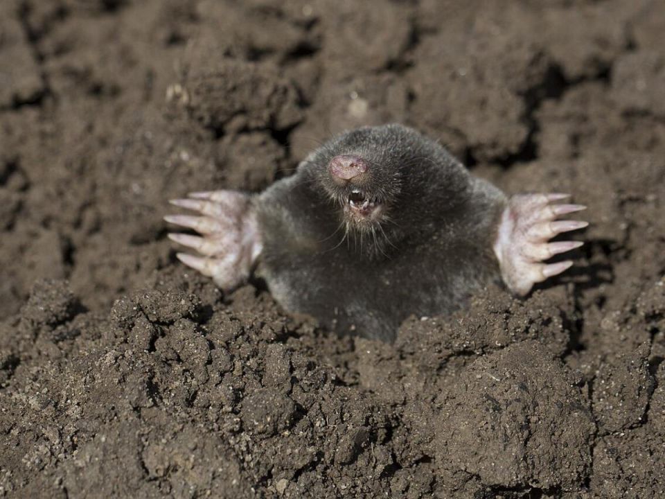       :    