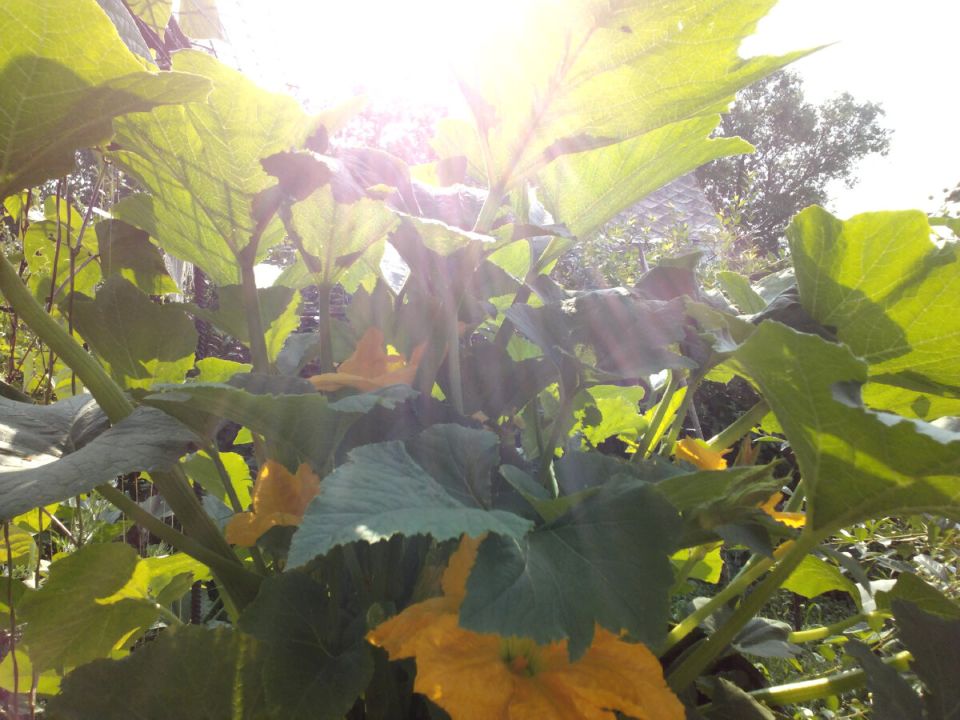 Секреты сбора семян кабачков: удача или разочарование?