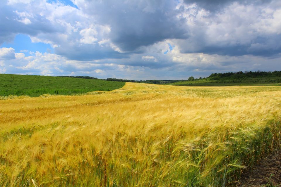 Рододендроны на юге России: будут ли они расти в жарком климате?