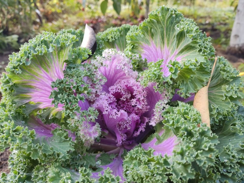 Как быстро и просто приготовить еду за полчаса: советы для занятых