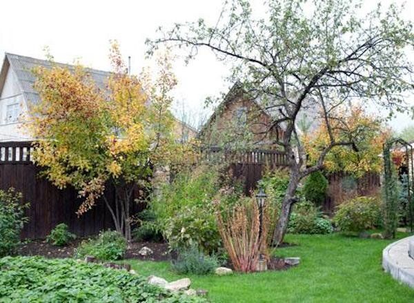 Как выбрать идеальных соседей для плодовых деревьев на вашем участке