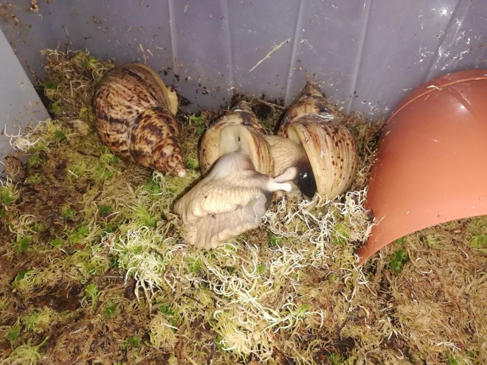 Неожиданное пополнение: черные тигровые ахатины стали родителями