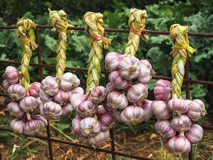Когда и как завязывать чеснок для щедрого урожая