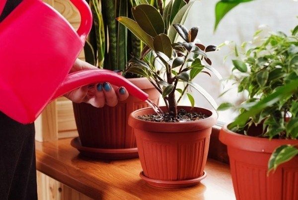 Зимний уход за комнатными растениями: как обеспечить им комфорт