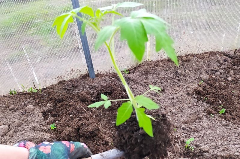 Тайны успешного выращивания томатов в теплице