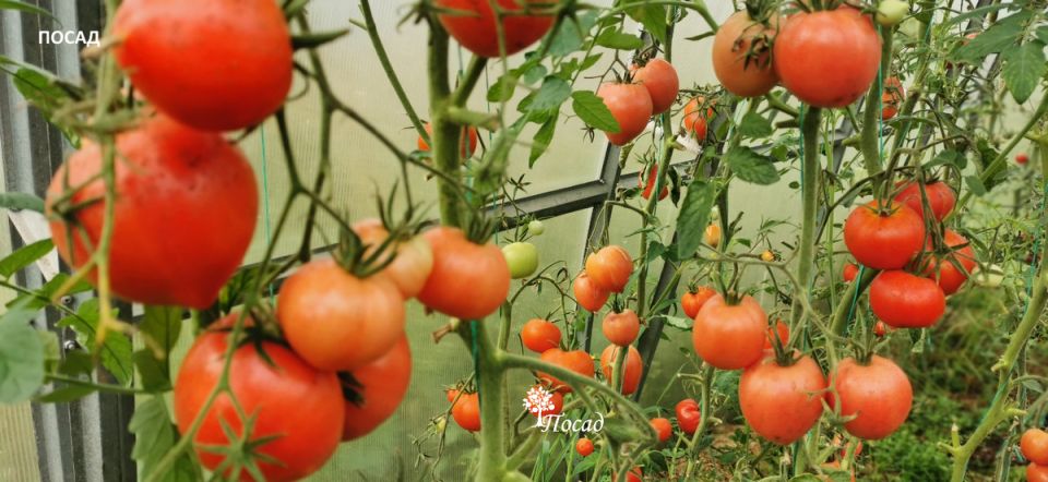 Как вырастить лучшие помидоры: советы по уходу в разгар лета