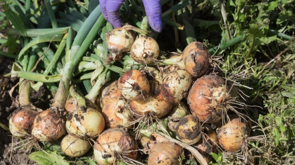 Как вырастить лук с рекордным урожаем: секреты опытных садоводов