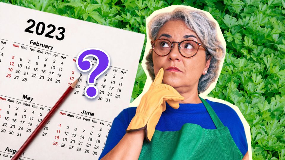 Петрушка вырастет пышнее, чем у соседок: вот когда ее нужно посеять