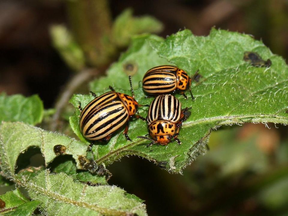 ��� ��������-���������� �������� ���������� �� ������������ ���� � ������� ������