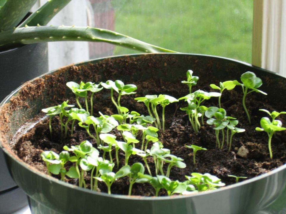 ��� ����� ���������� �������: ����������� ��� ���������� ���������