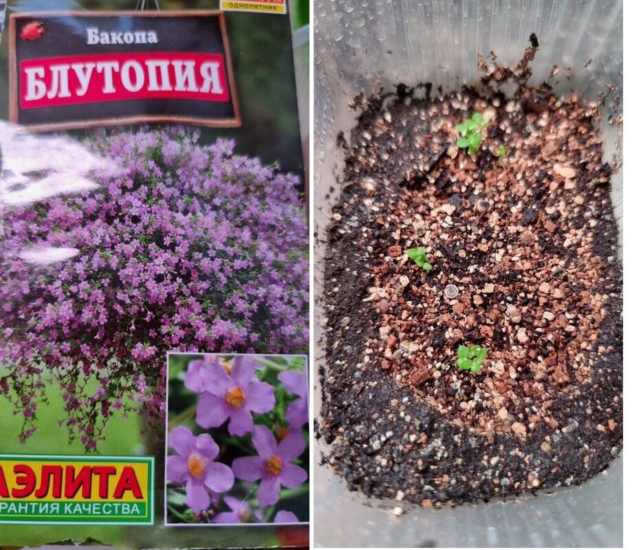 ��������� ��� ������: ��� ��������� ��� ������� �� �����