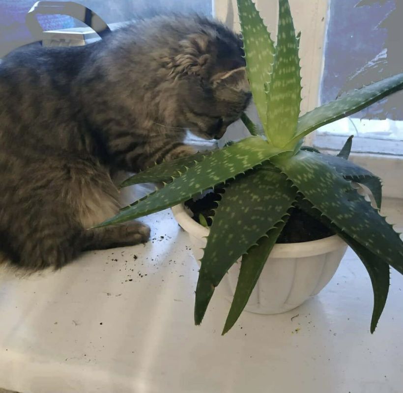 ��� ���� ����� �������� ��� ���: ������������ ����� � ��������