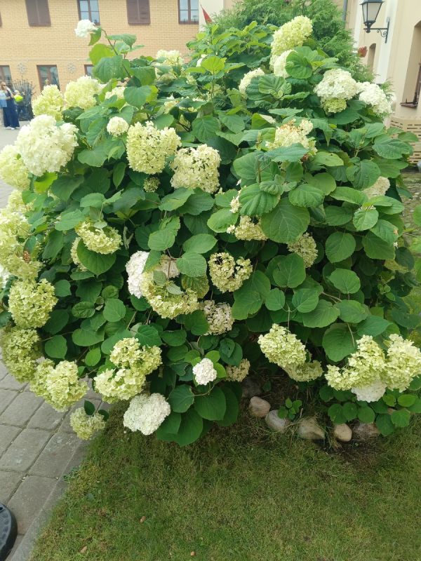 ��� �������� ���� ����� �� ������: ������� ��������� � ������ ������