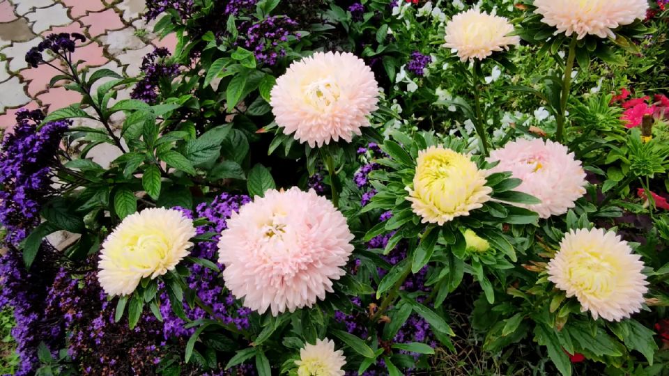 Три уникальных метода выращивания астр: секреты профессионалов