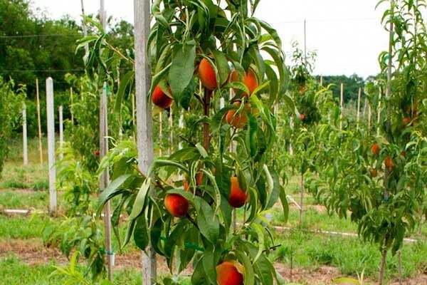 ������� ������: ���������� ������, ������� ������ ������� ���� � �����������