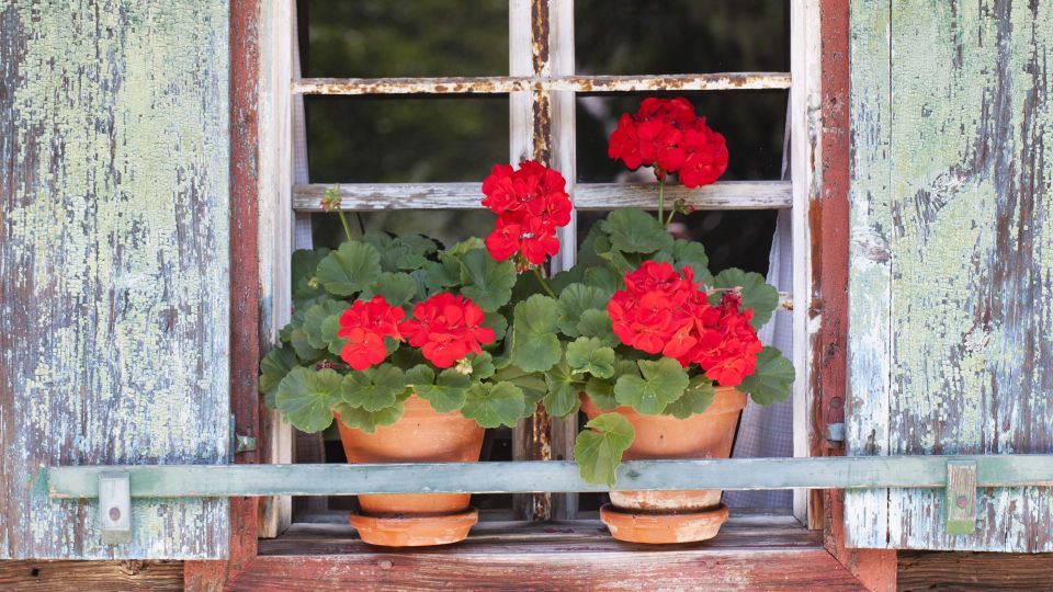 �������� � ������ � ������� ���� �������: ����������� ��������� ��� �������� ��������