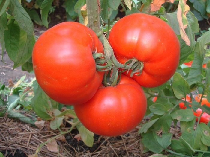 ����� ����������: ��������� ����� ��� �������� �����������