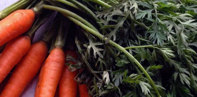 ��� �������� �������: ������� �������� ��������� ����� �������