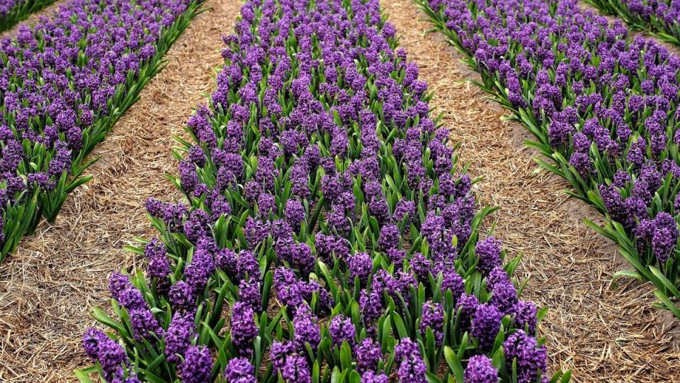 ������� ��������� �������� ������� ��������