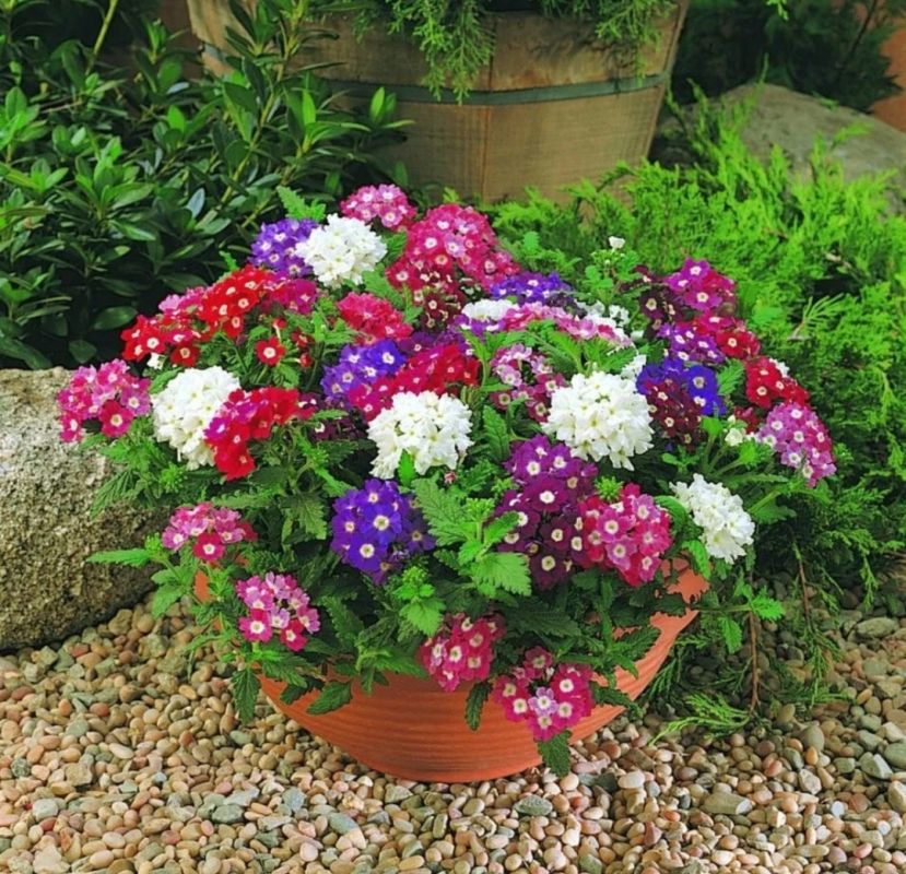 ���� � ������ ���: ������ �������� ��� ������� � ������