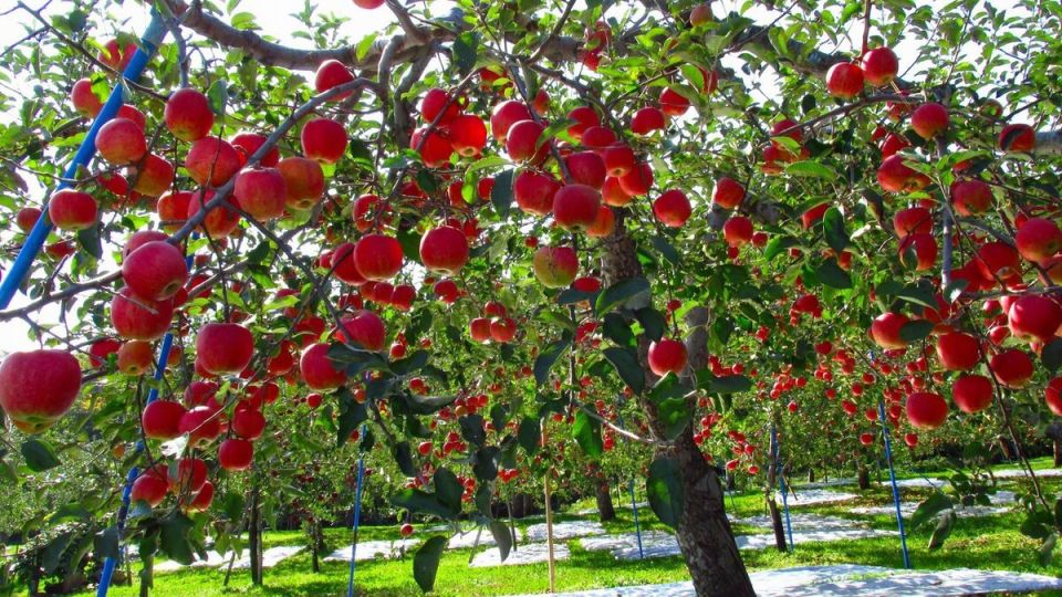 ���������� ������: ��� ������� ��������� ������� ��� ����