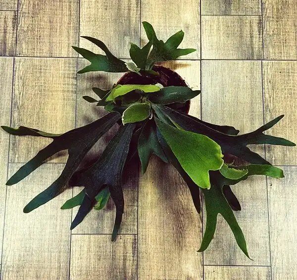 �����������: ���� �� ��������� ����������� ������������