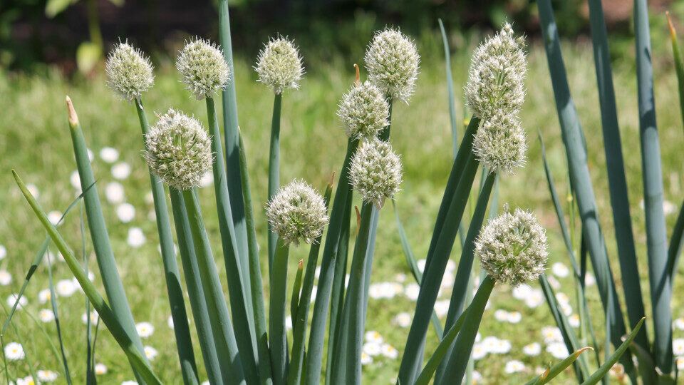 ���-�����: ������� ����������� � ������ ����� ��� ������ �������