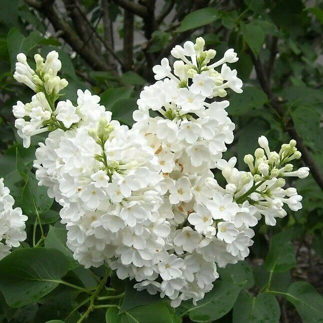 ���� ����� �������� �����: ������� ��������� ���