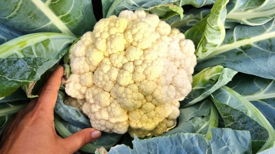 ��� ��������� ��������� ������� ������� � ��������: ������� ������� ���������