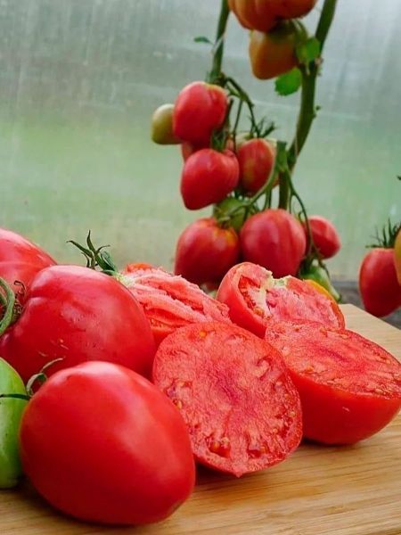 ���� �������, ������� �������� ������ ���������: ��� � ��������� ��������