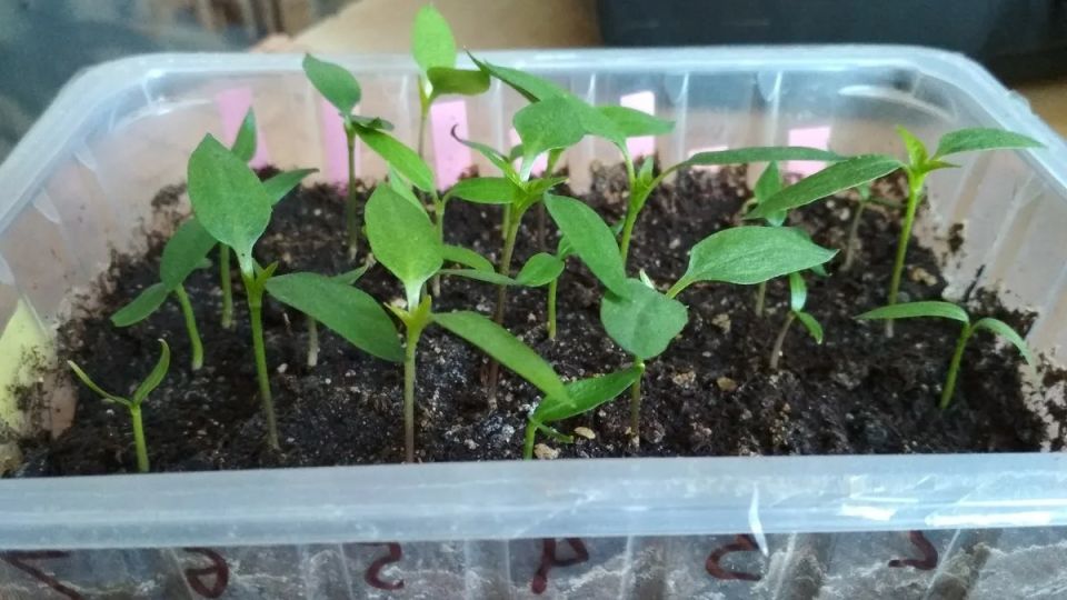 январь — время для посевов: 11 овощей и цветов, которые пора сеять