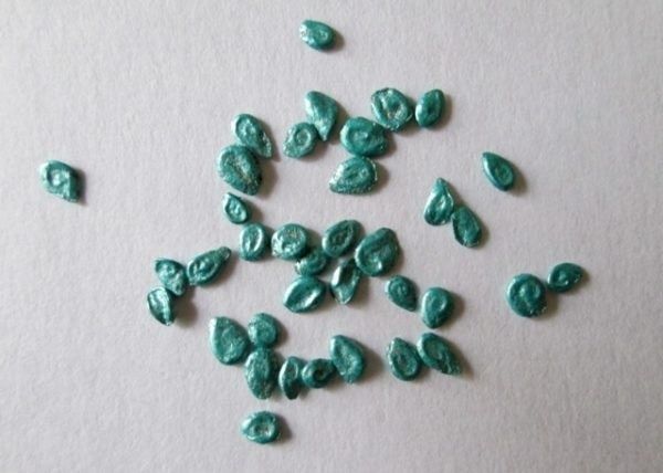 Секреты успешной посадки томатов: как правильно подготовить семена