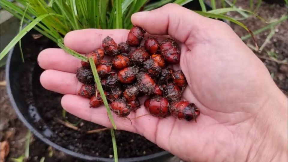 Неожиданный урожай: как чуфа стала настоящей находкой на даче