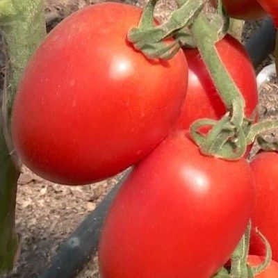 ����� �����: ������ ������ � ������� ������� � ������������� ������