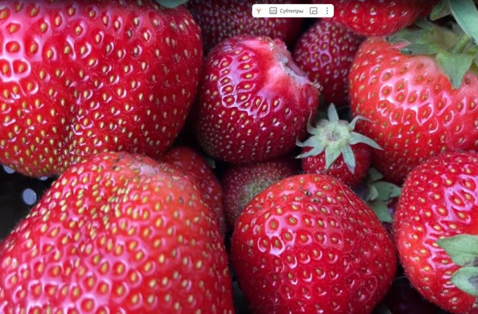 Как выбрать клубнику для своего сада: практические рекомендации