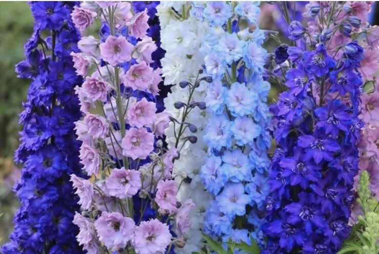 Как правильно обрезать дельфиниумы для повторного цветения