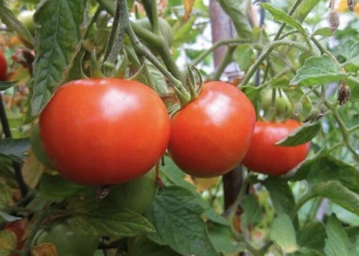 ����� ����� ���: ��������� ����� ��� �������� � ���������