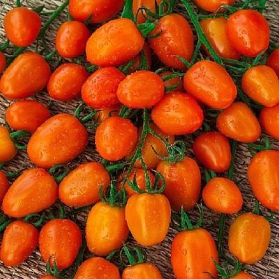 ����� �������� ������: ����������� � ������������ ��� ���������