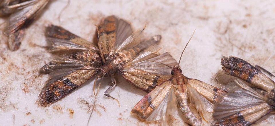 Откуда берется моль в квартире и как жить с этим разумно