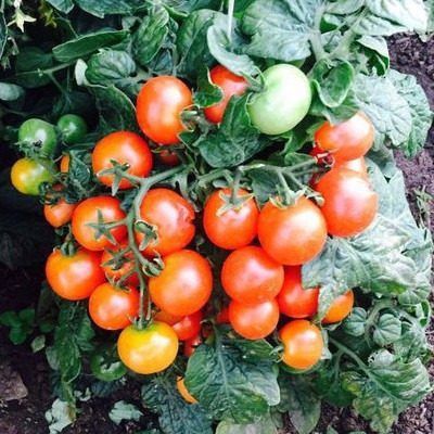 ����� ����� 12: ����������� ������� �������������� ������� ����� ��� ������ ������������