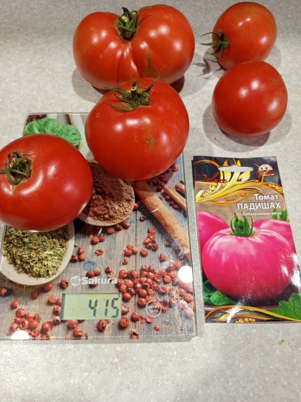 Томат Падишах: спокойный взгляд на урожай и вкус в теплице