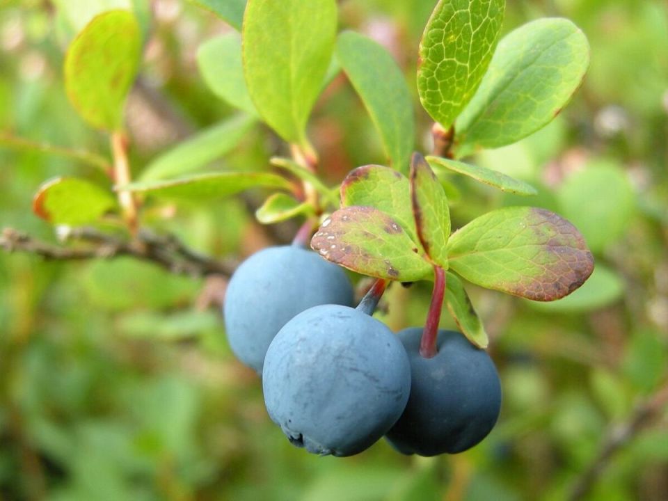 Устойчивая осень для голубики: как вырастить крепкий куст благодаря кислой почве и микоризе