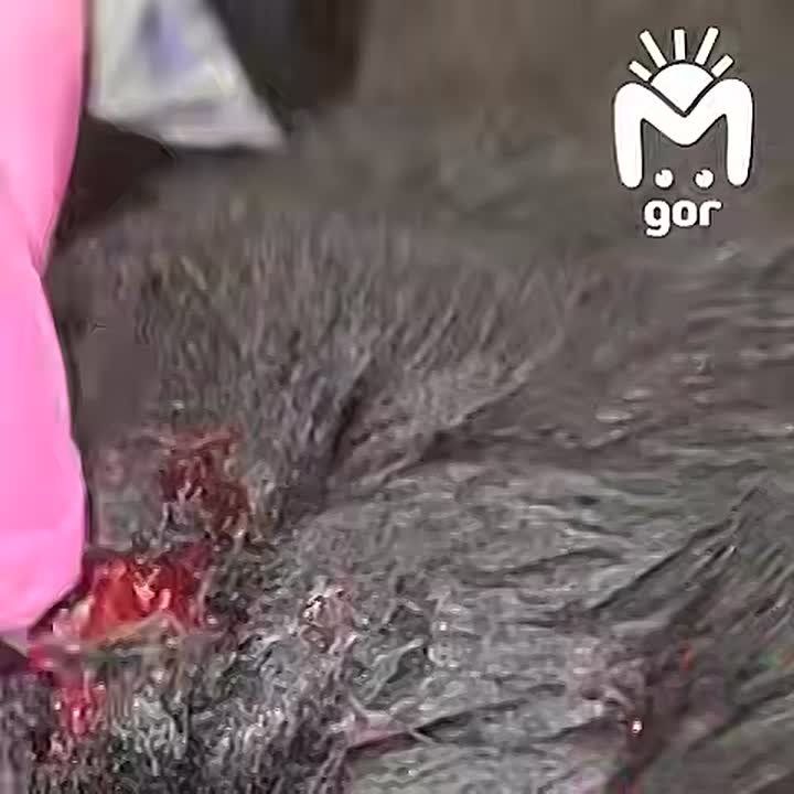  ,       ,    