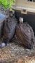            ,   Telegram- 
