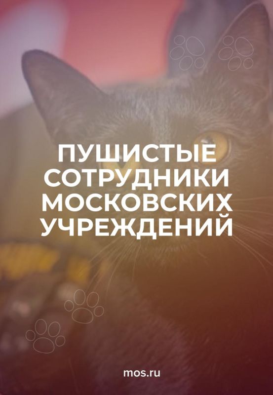 В День бездомной кошки столичные учреждения делятся историями своих пушистых сотрудников