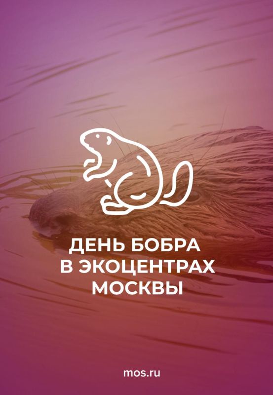 Бобры — замечательные животные! А чтобы в этом убедиться, приходите в экоцентры Москвы