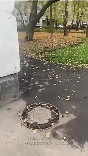 Москва переживает нашествие редчайших гостей: в городе резкий рост обращений от жителей, которые находят раненых или уставших вальдшнепов