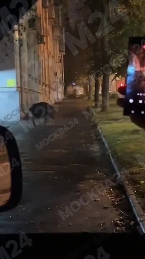 Мощного кабана заметили на прогулке в Дзержинском
