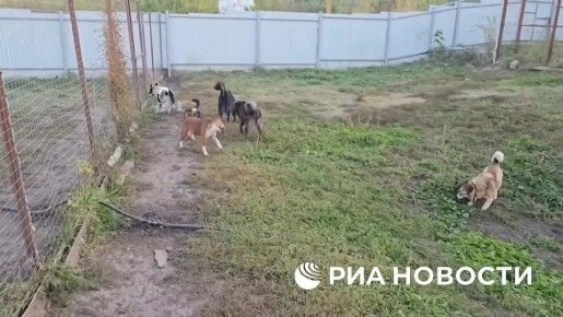 Семья из Москвы забрала собаку, раненную во время операции по освобождению Курской области от ВСУ, рассказала РИА Новости директор курского приюта "Право жить" Екатерина Жильникова