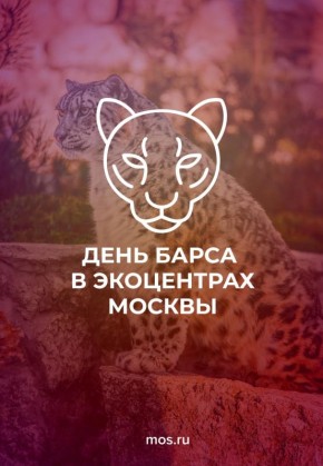 Пушистые и опасные — завтра отмечается Международный день снежного барса